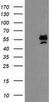 PRMT2 Antibody (clone OTI5F9)