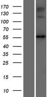 NAGS Protein (Over-Expression Lysate Myc-DDK (Flag))