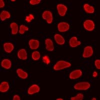 HIST3H3 Antibody
