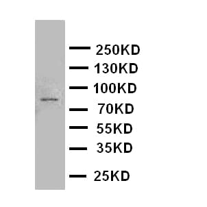 CUL2 / Cullin 2 Antibody (aa264-280)