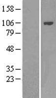 BCAP / PIK3AP1 Protein (Over-Expression Lysate Myc-DDK (Flag))