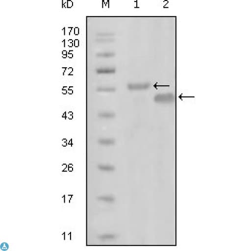 EPHA6 / EPH Receptor A6 Antibody