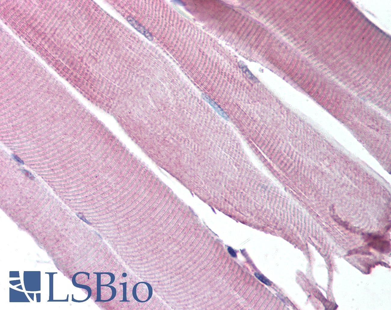 CHRND Antibody (N-Terminus, FITC)