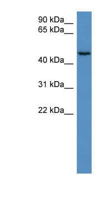 HAUS8 Antibody (aa57-106)