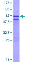 Human EIF2B1 Protein (Recombinant GST)