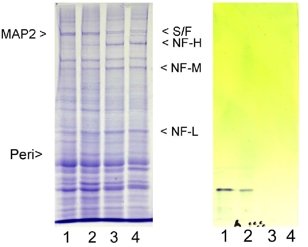 Peripherin Antibody