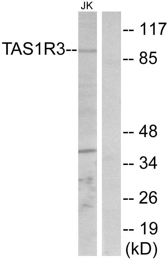 T1R3 / TAS1R3 Antibody