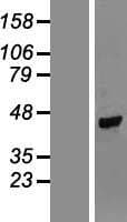 NPR2L / TUSC4 Protein (Over-Expression Lysate Myc-DDK (Flag))