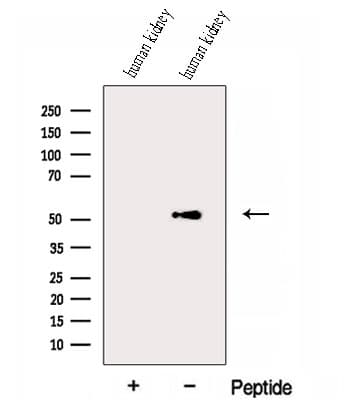 ESRRG / ERR Gamma Antibody