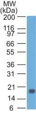 TSLP Antibody (aa27-158, clone 55N1D10)