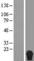 REPRIMO / RPRM Protein (Over-Expression Lysate Myc-DDK (Flag))