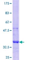 Human GCNT3 Protein (Recombinant GST, N-terminus)