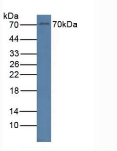 RYK Antibody (aa287-533)