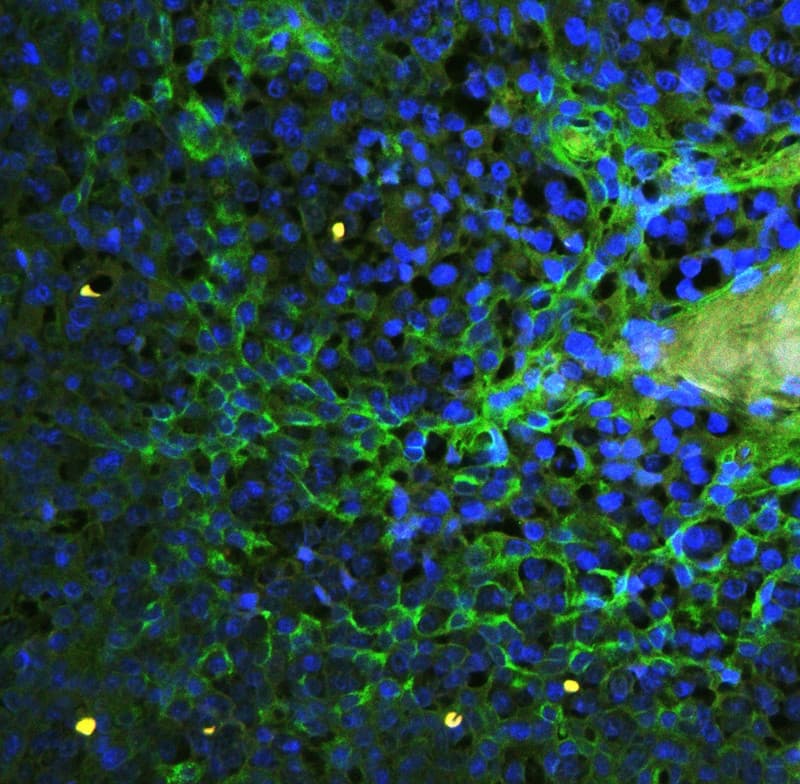 ICAM-1 / CD54 Antibody (aa214-532)