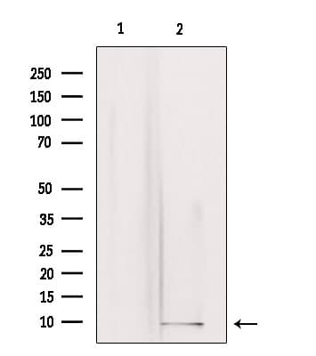 GNG3 Antibody