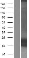 Human KCNE1 / MinK Protein (Over-Expression Lysate Myc-DDK (Flag))