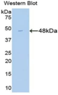 ICAM-1 / CD54 Antibody (aa41-464)