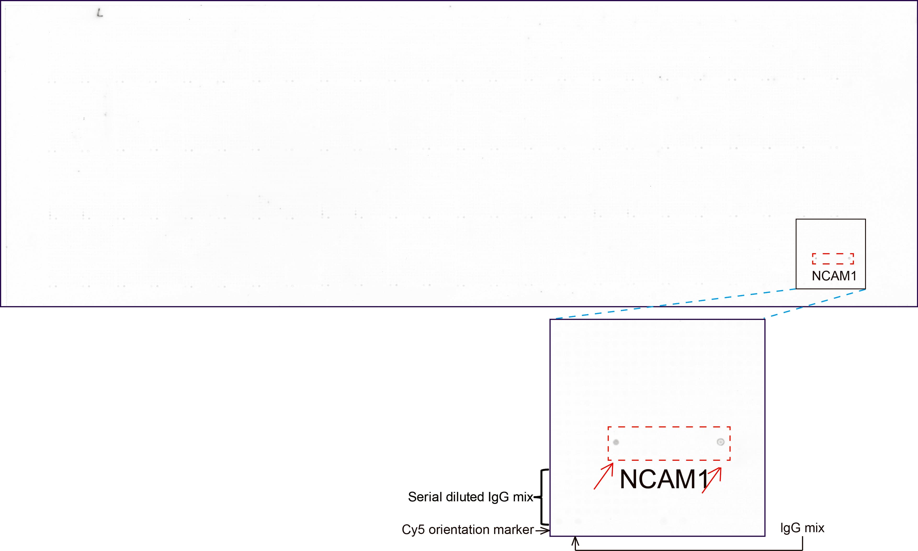 Monoclonal Mouse anti-Human NCAM / CD56 Antibody (clone UMAB192, aa20-718, IHC, WB)