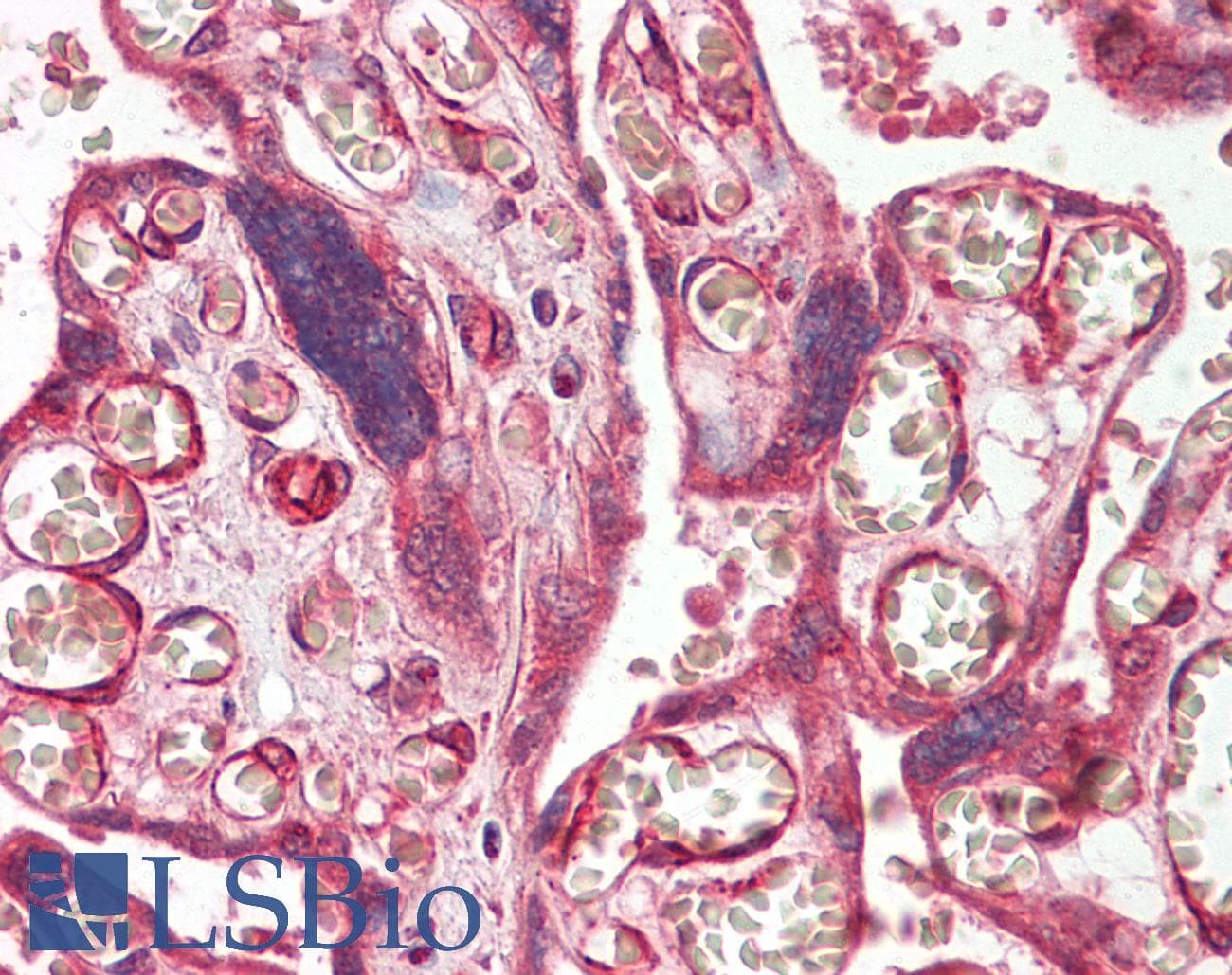IHC-plus™ ADAM19 Antibody