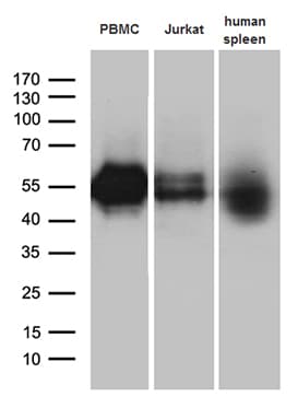 VSIR / GI24 / VISTA Antibody (clone OTI7E9)