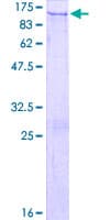Human PC5 / PCSK5 Protein (Recombinant GST)