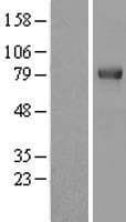 TRIM3 Protein (Over-Expression Lysate Myc-DDK (Flag))