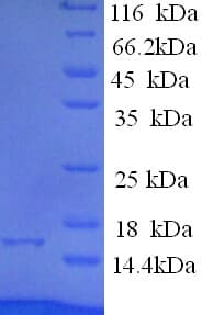 Human 4E-BP2 / EIF4EBP2 Protein (Recombinant His)