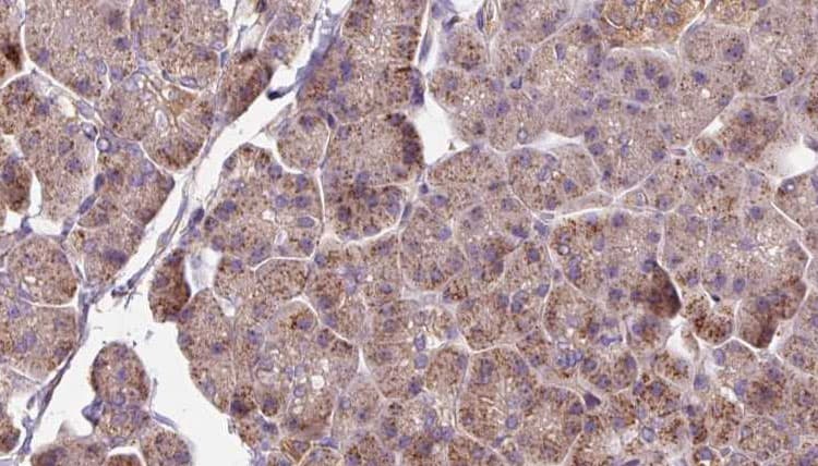 OMA1 Antibody