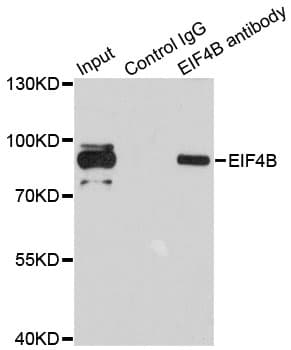 EIF4B Antibody