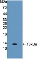 FNDC5 / Irisin Antibody (aa77-144, APC)