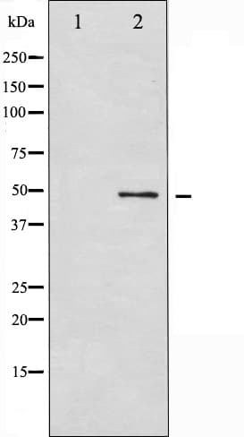 GSK3A / GSK3 Alpha Antibody