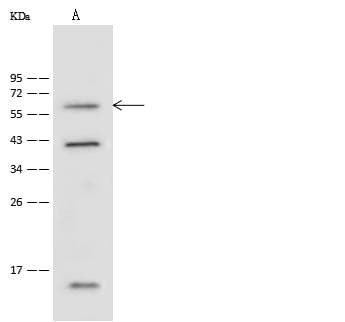 SHOC2 Antibody (Preservative Free)