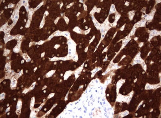 FTCD / 58K Golgi Protein Antibody (clone UMAB123, Carrier-free)