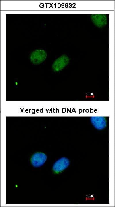 XRCC4 Antibody (aa216-309)