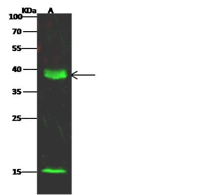 DPPA4 Antibody (Preservative Free)