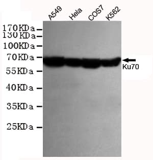 Monoclonal Mouse anti-Human XRCC6 / Ku70 Antibody (WB)