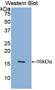 PDGF-AA Antibody (aa87-211)
