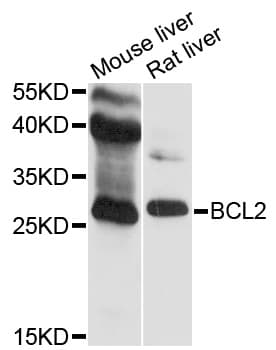 BCL2 / Bcl-2 Antibody