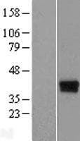 ELP5 Protein (Over-Expression Lysate Myc-DDK (Flag))
