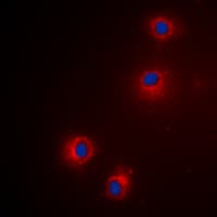 Polyclonal Rabbit anti-Human GZMH / Granzyme H Antibody (Internal, IHC, IF, WB)