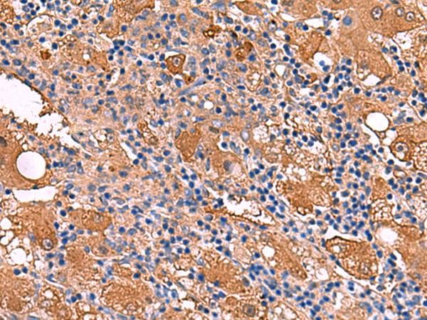FUCA2 Antibody