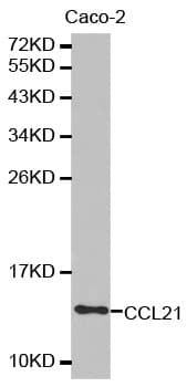 CCL21 / SLC Antibody