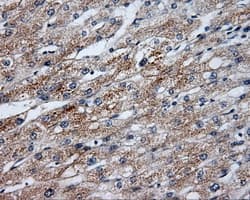 BAP / SIL1 Antibody (clone OTI1C4)