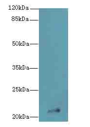 IFNAG Antibody