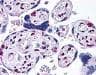 TP53BP1 / 53BP1 Antibody (C-Terminus, Biotin)