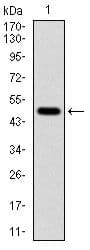 TUBA8 / Tubulin Alpha 8 Antibody (clone 2D6)