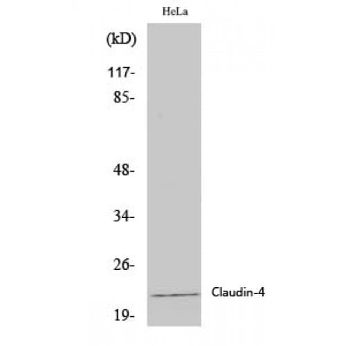 PathPlus™ CLDN4 / Claudin 4 Antibody (130-210 aa, C-terminal)