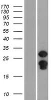 SPIN2B Protein (Over-Expression Lysate Myc-DDK (Flag))
