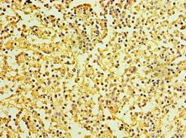 IL27RA Antibody (aa33-283)
