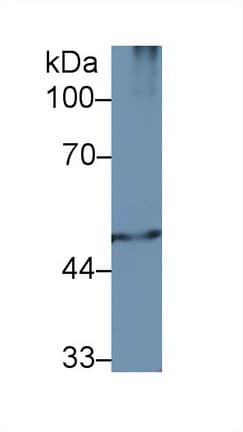 PSMC2 / RPT1 Antibody (aa1-433)
